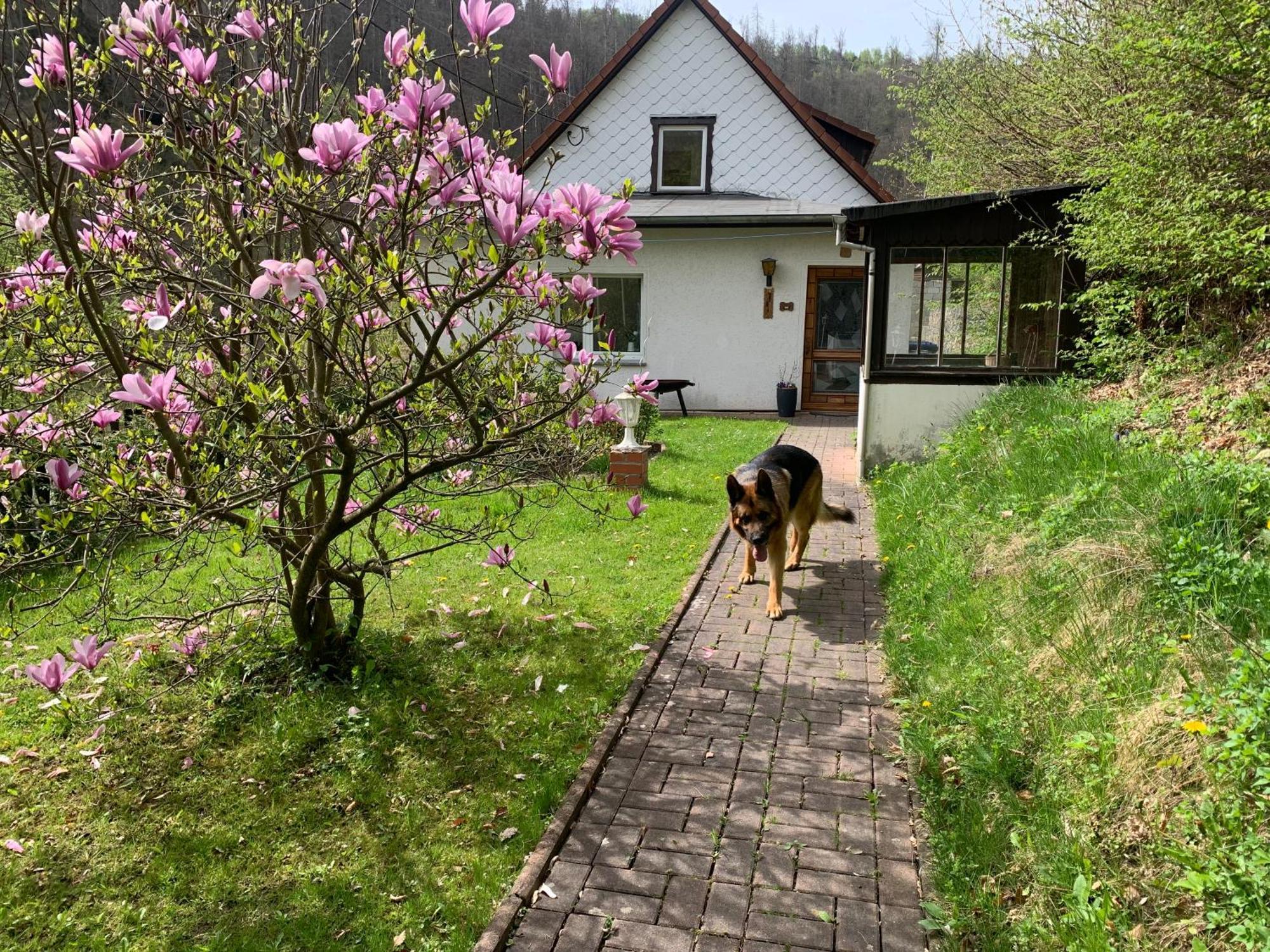 Ferienhaus Andrea Am Bodetal Treseburg ภายนอก รูปภาพ